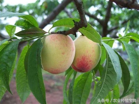 桃樹繁殖